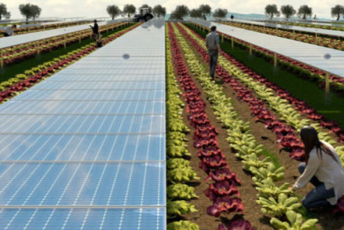 Protocollo d’Intesa su agrifotovoltaico